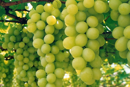 Grapes