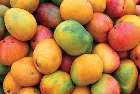 Aenean ferme ntum elit eget