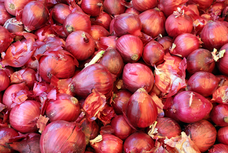 Aenean ferme ntum elit eget